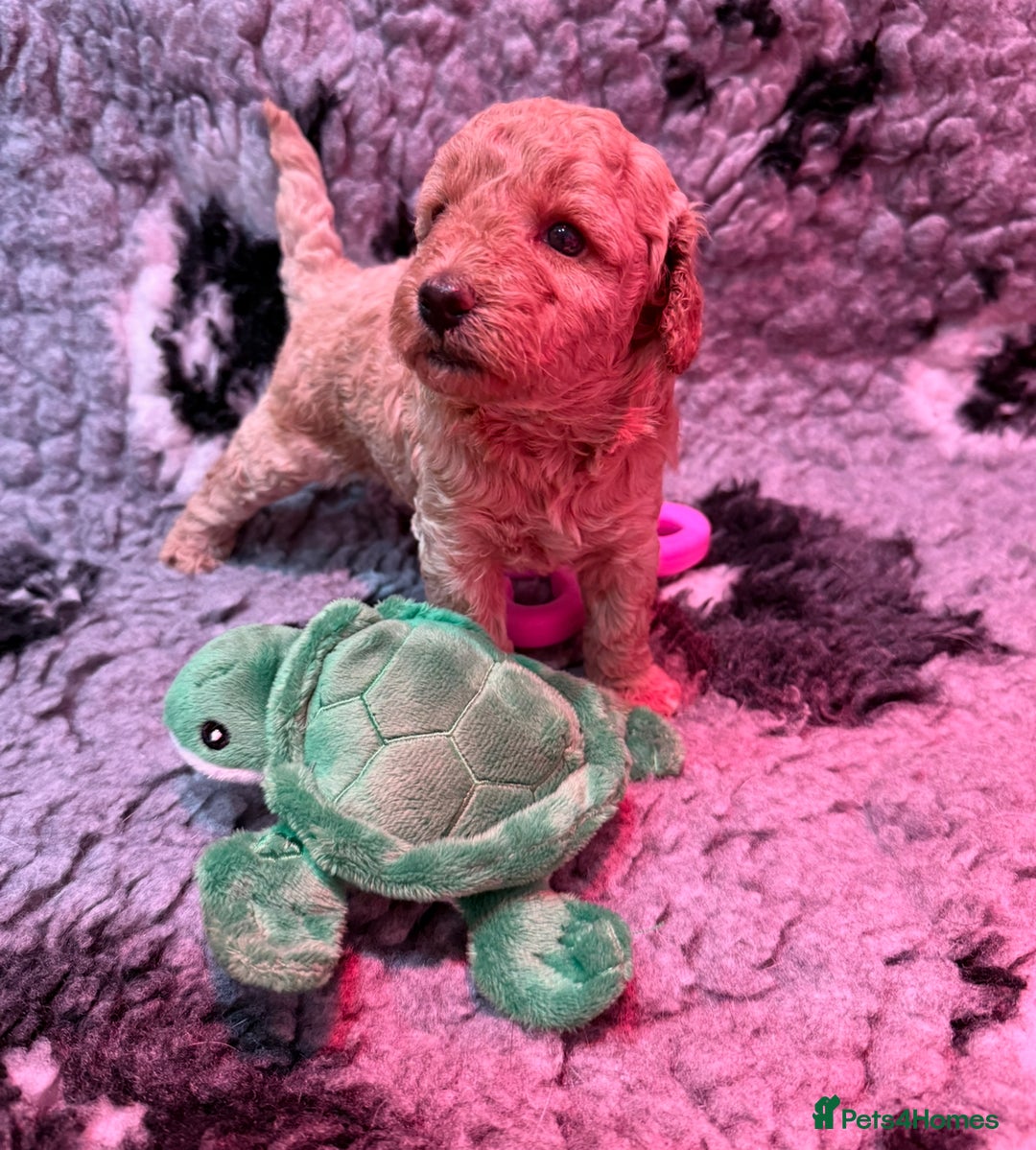 Miniature Poodle dogs for sale: Miniature poodle puppies ready now  - Image 13