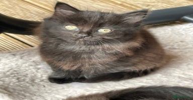 Mixed Breed cats - Advert 13