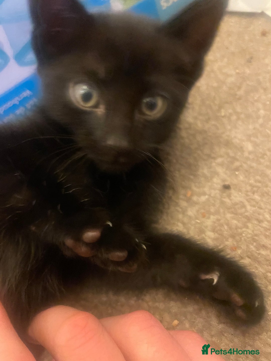 Domestic Shorthair cats for sale: Shadow  - Image 6