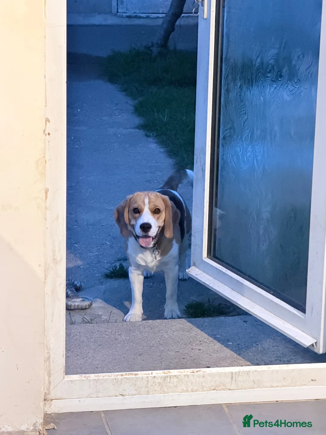 Beagle dogs for sale: KC registered Pluto ( playful Beagle)  - Advert 13