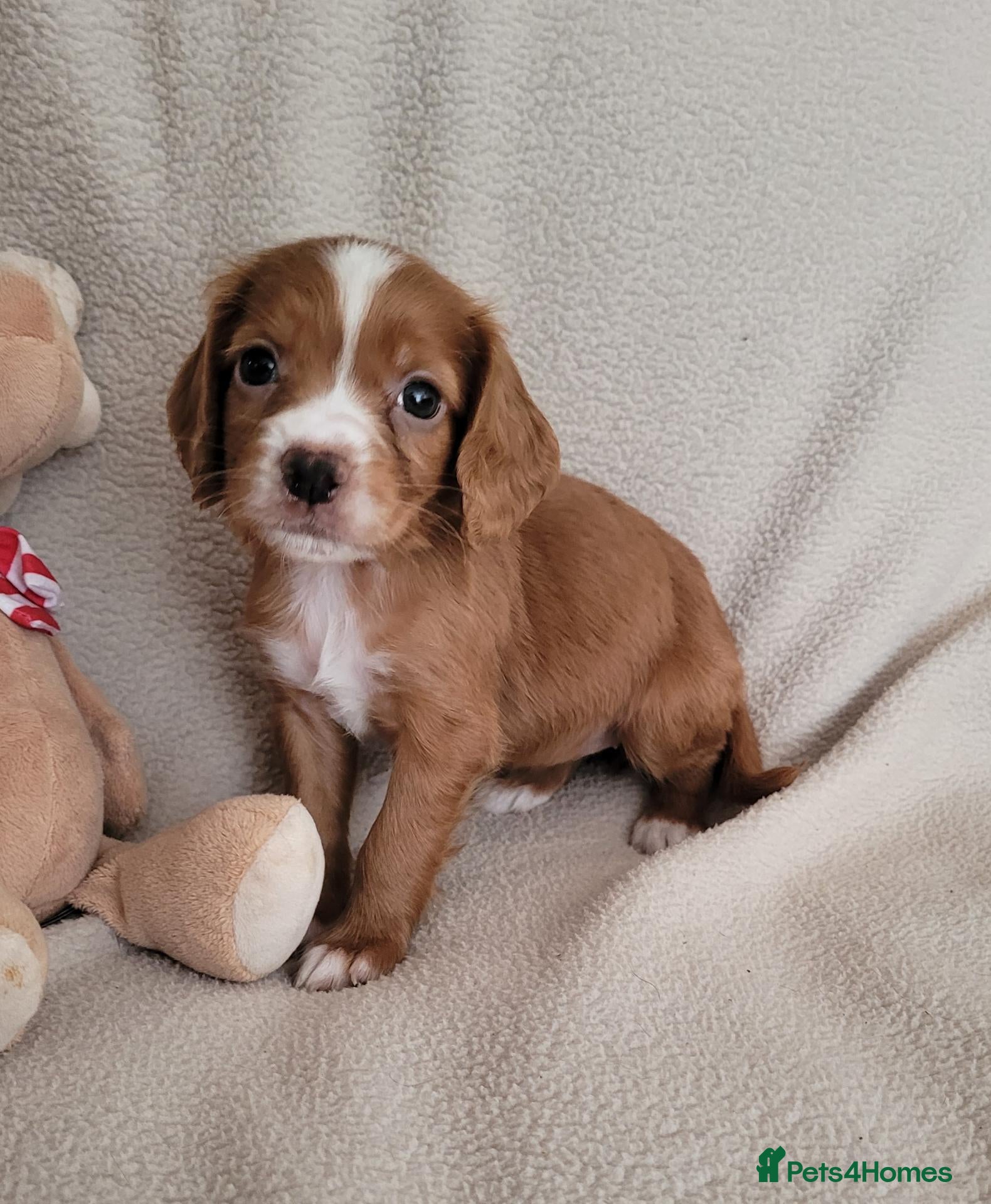Cocker Spaniel dogs Health Tested Working Cocker Pups - Advert 1