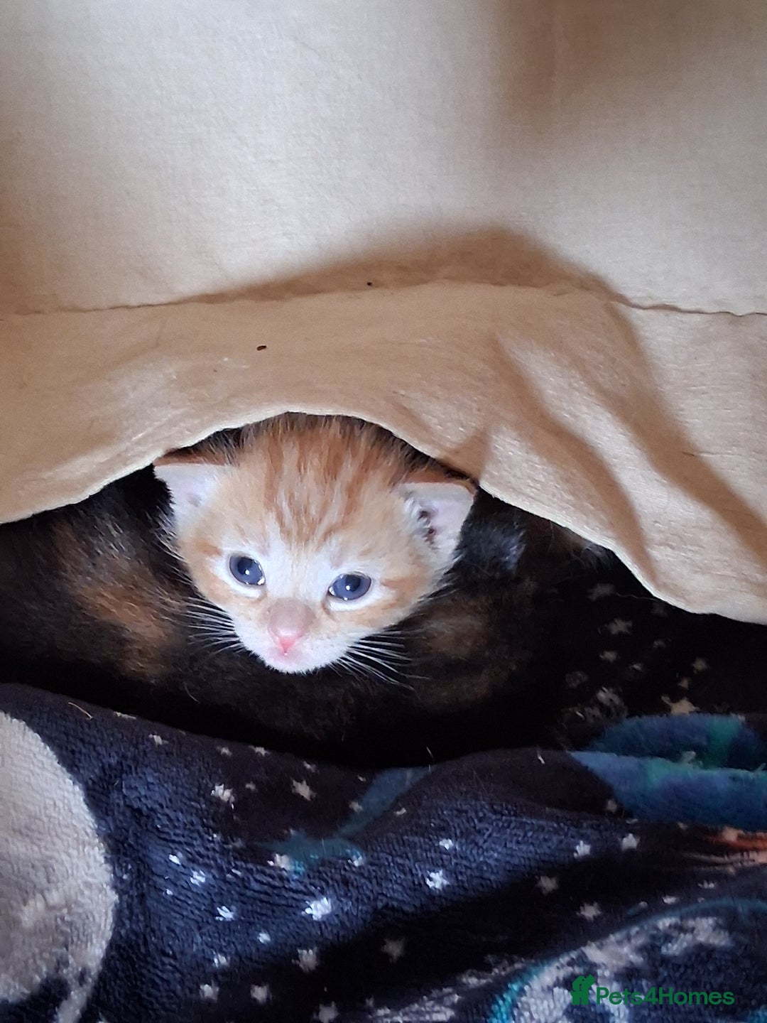 Mixed Breed cats for sale: 3 8 week old kittens for sale. - Image 3
