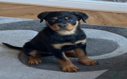 Rottweiler dogs for sale: Lovely little German Rottweiler  - Image 1