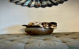 Miniature Dachshund dogs for sale: cream colour's KC miniture dachshund - Image 9