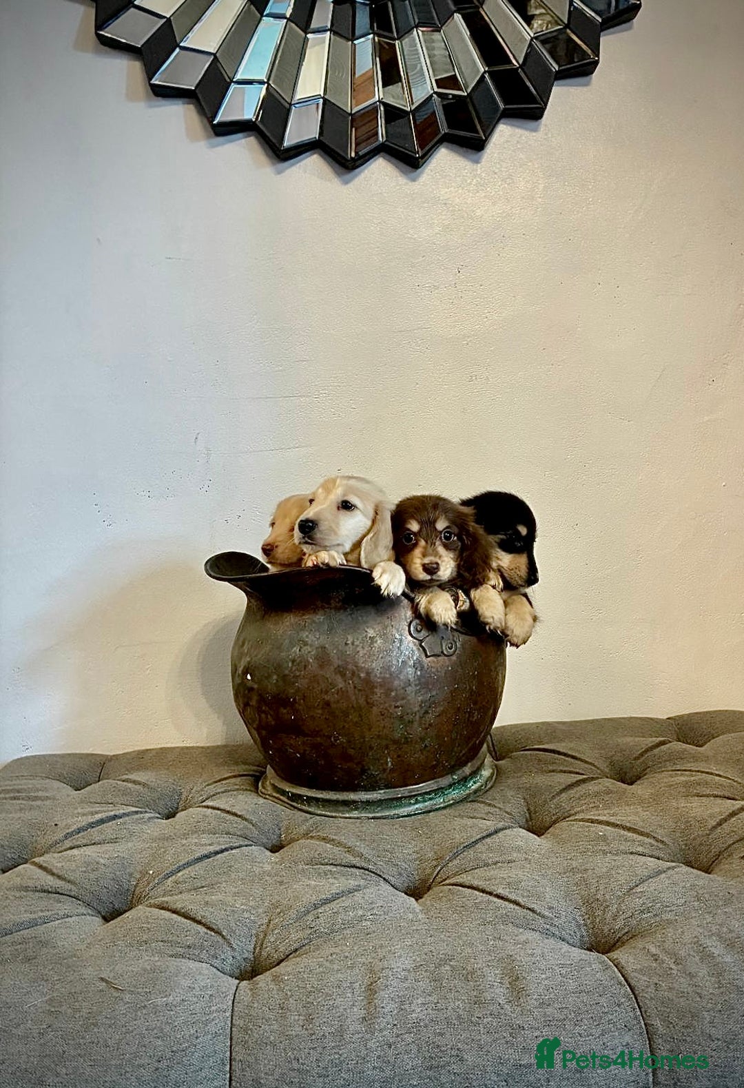 Miniature Dachshund dogs for sale: cream colour's KC miniture dachshund - Image 9