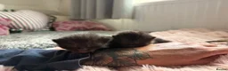 Mixed Breed cats for sale: Healthy Fluffy Black Tortie Ragdoll Cross Kittens  - Advert 2