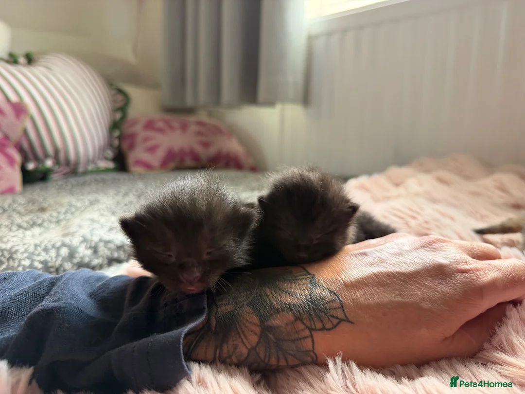 Mixed Breed cats for sale: Healthy Fluffy Black Tortie Ragdoll Cross Kittens  - Advert 2