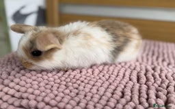 Mini Lop rabbits for sale: 4 baby mini lop bunnies  - Image 8