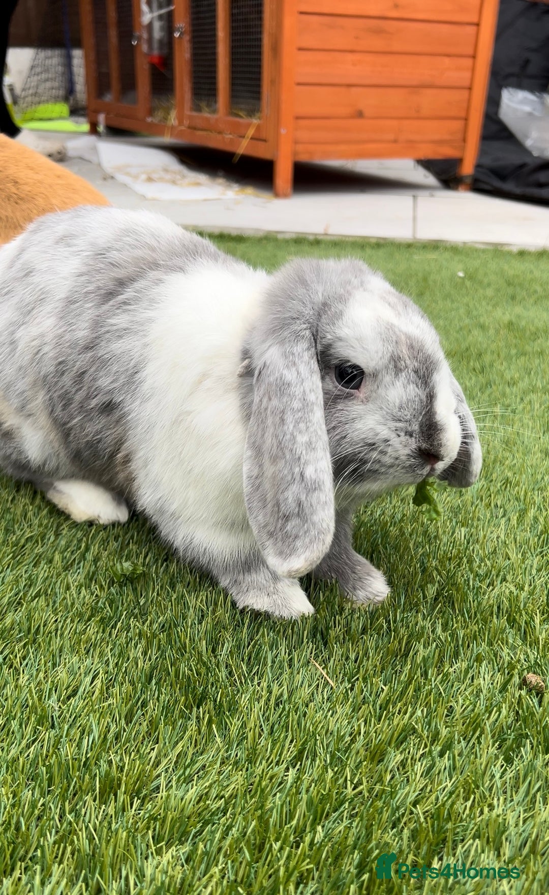 English Lop rabbits for sale: Two lop rabbits  - Image 2
