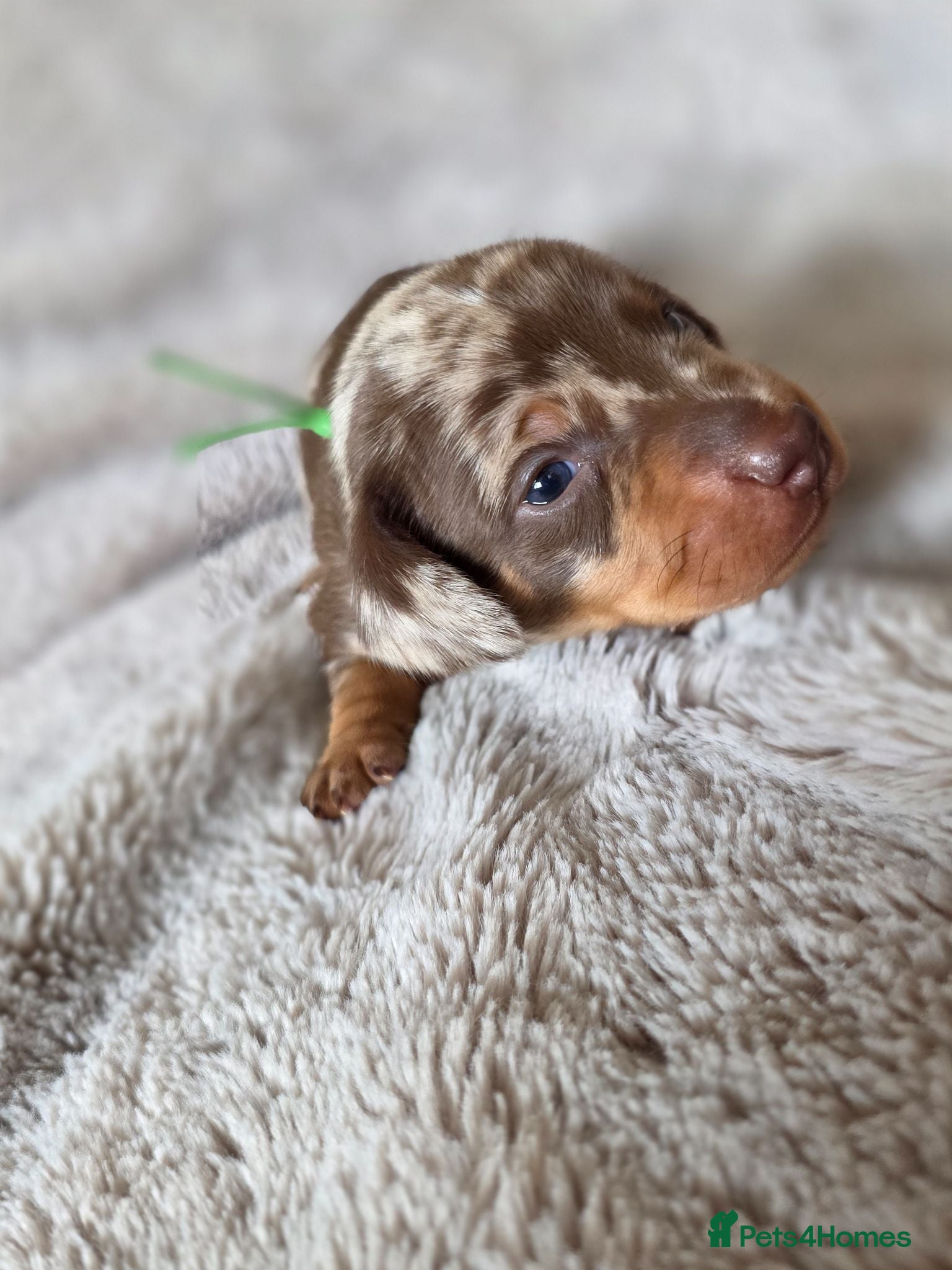Miniature Dachshund dogs 🐾Stunning KC Reg Miniature Dachshund Puppie🐾 - Advert 1