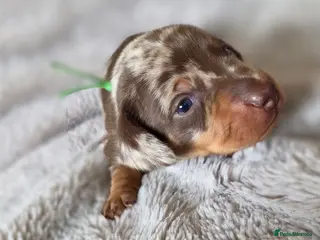 Miniature Dachshund dogs 🐾Stunning KC Reg Miniature Dachshund Puppie🐾 - Advert 1