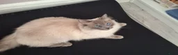 Ragdoll cats for sale: Lilly female cat/Leo male cat in Greenford - Advert 2
