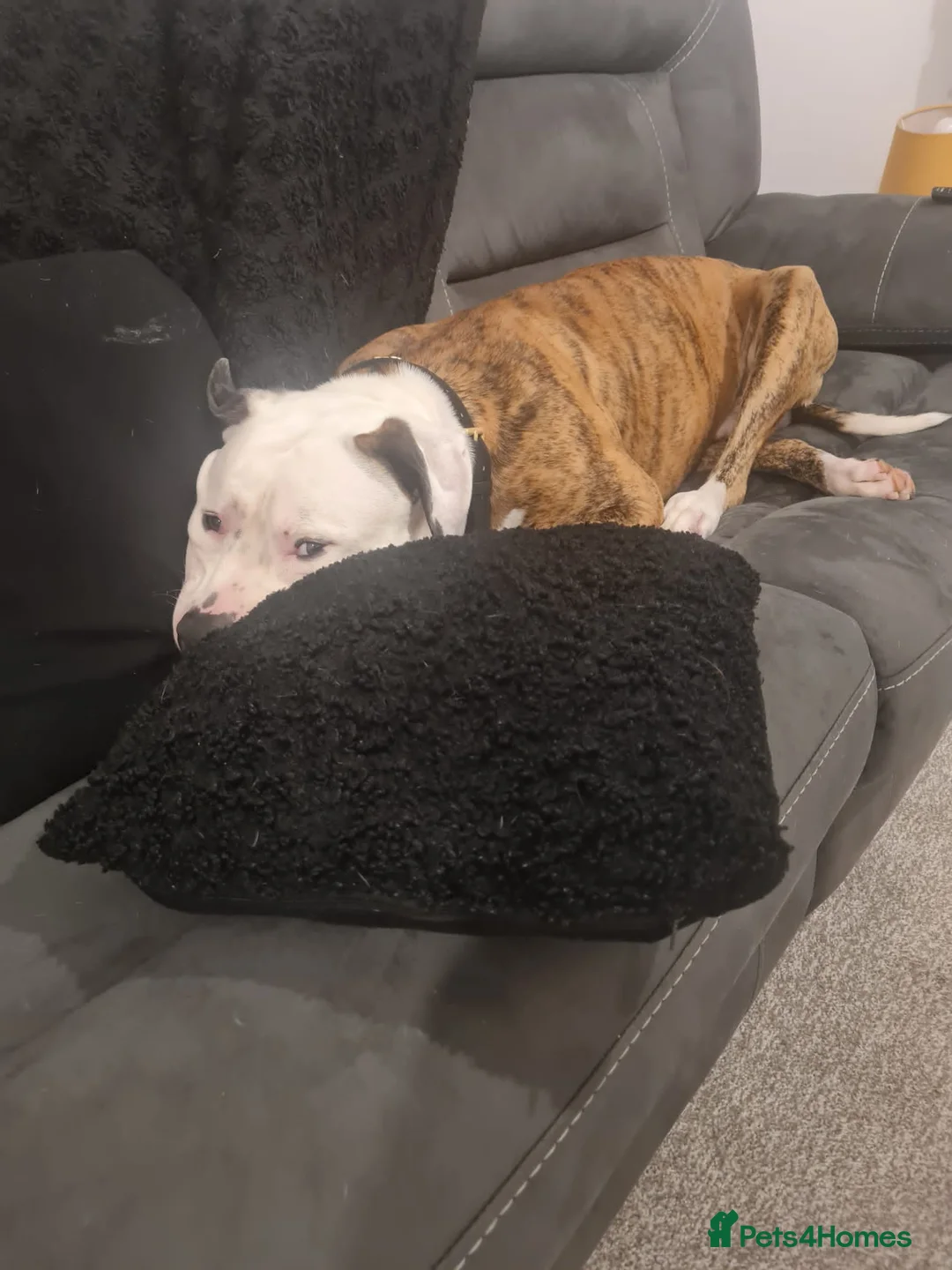 American Bulldog dogs for sale: American Bulldog in Ruthin - Advert 1