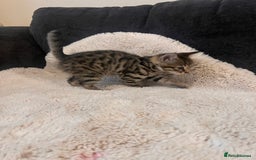 Bengal cats for sale: Female bengal kittens for sale  - Image 3