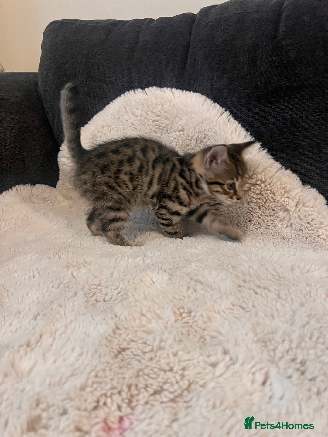 Bengal cats for sale: Female bengal kittens for sale  - Image 3