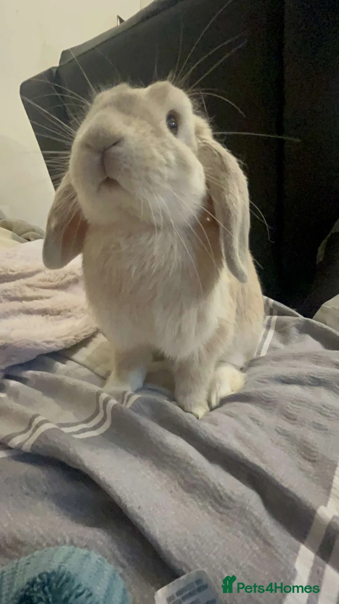 Mixed Breed rabbits for sale: Two rabbits  in Peterborough - Advert 2