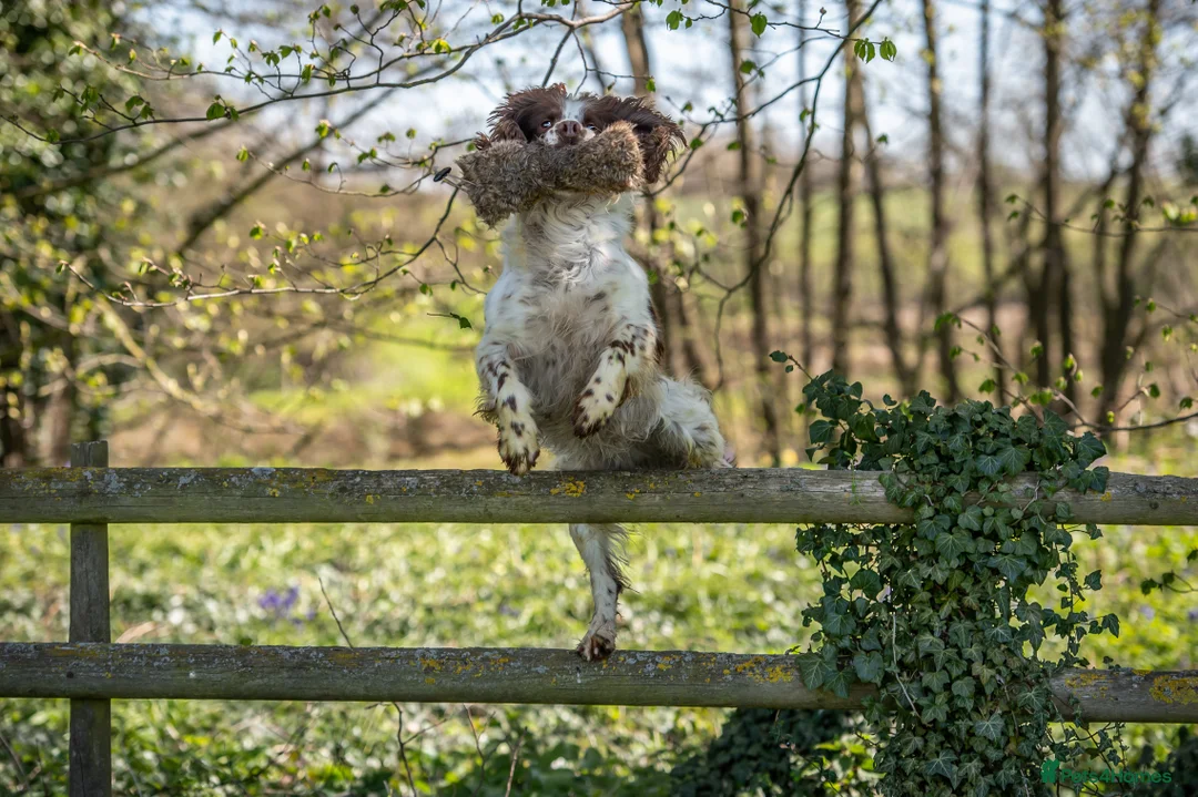 English Springer Spaniel dogs for stud: FTAW HEALTH TESTED L/WHITE SPRINGER FOR STUD in Market Drayton - Advert 3