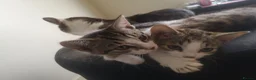 Mixed Breed cats for sale: 2 Beautiful kittens for sale - Advert 4