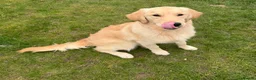 Golden Retriever dogs for sale: 2 KC Boys  - Advert 1