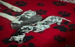 Great Dane dogs for sale: Purebred Great Dane Puppies – European Bloodline  - Image 6