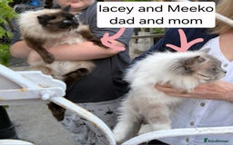 Ragdoll cats for sale: 1 boy/ 1 girl Ready to go - Image 16