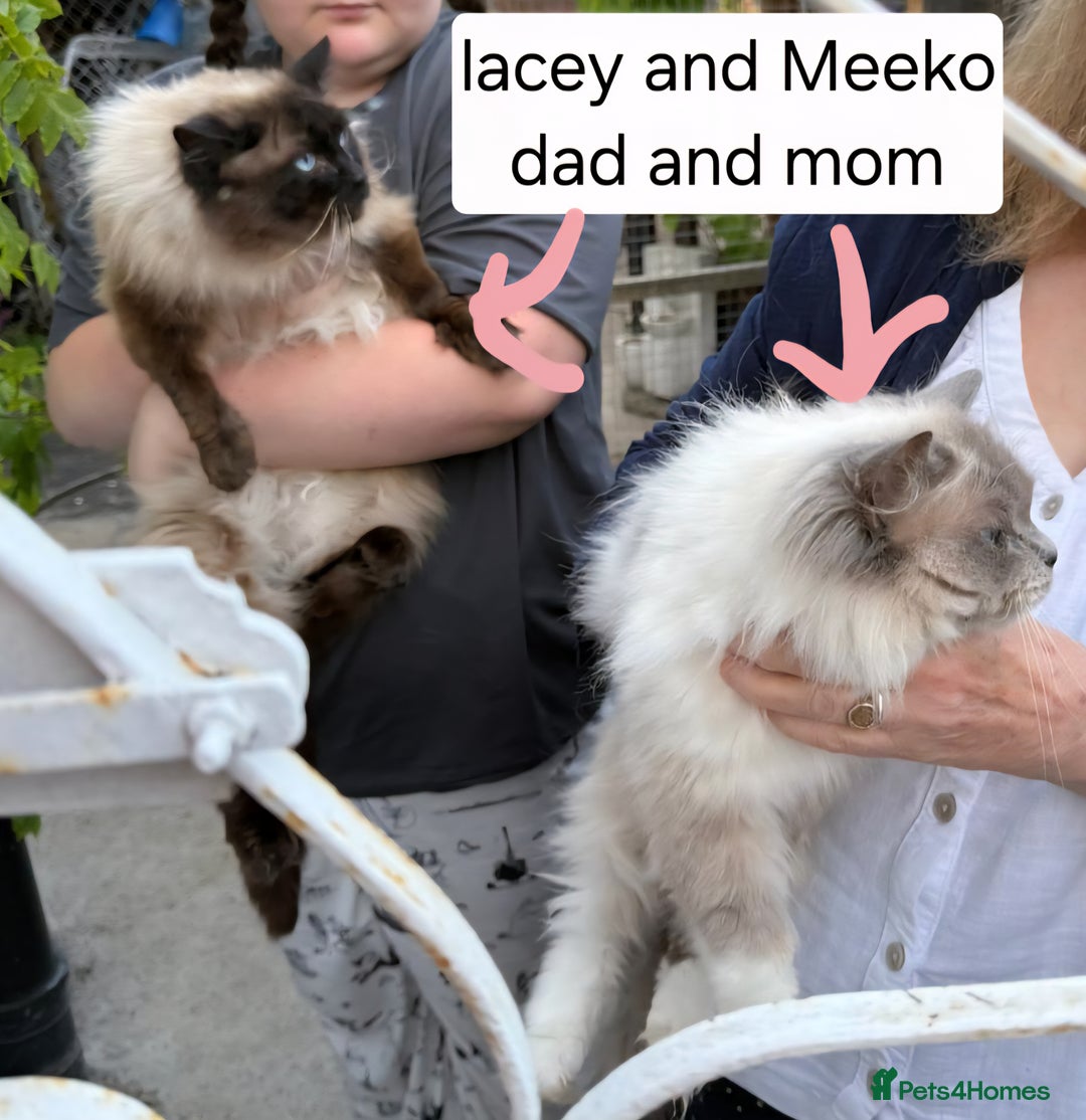 Ragdoll cats for sale: 1 boy/ 1 girl Ready to go - Image 16