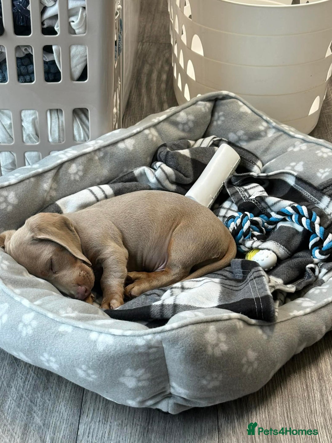 Miniature Dachshund dogs for sale: Mini dachshund Georgie  - Advert 6