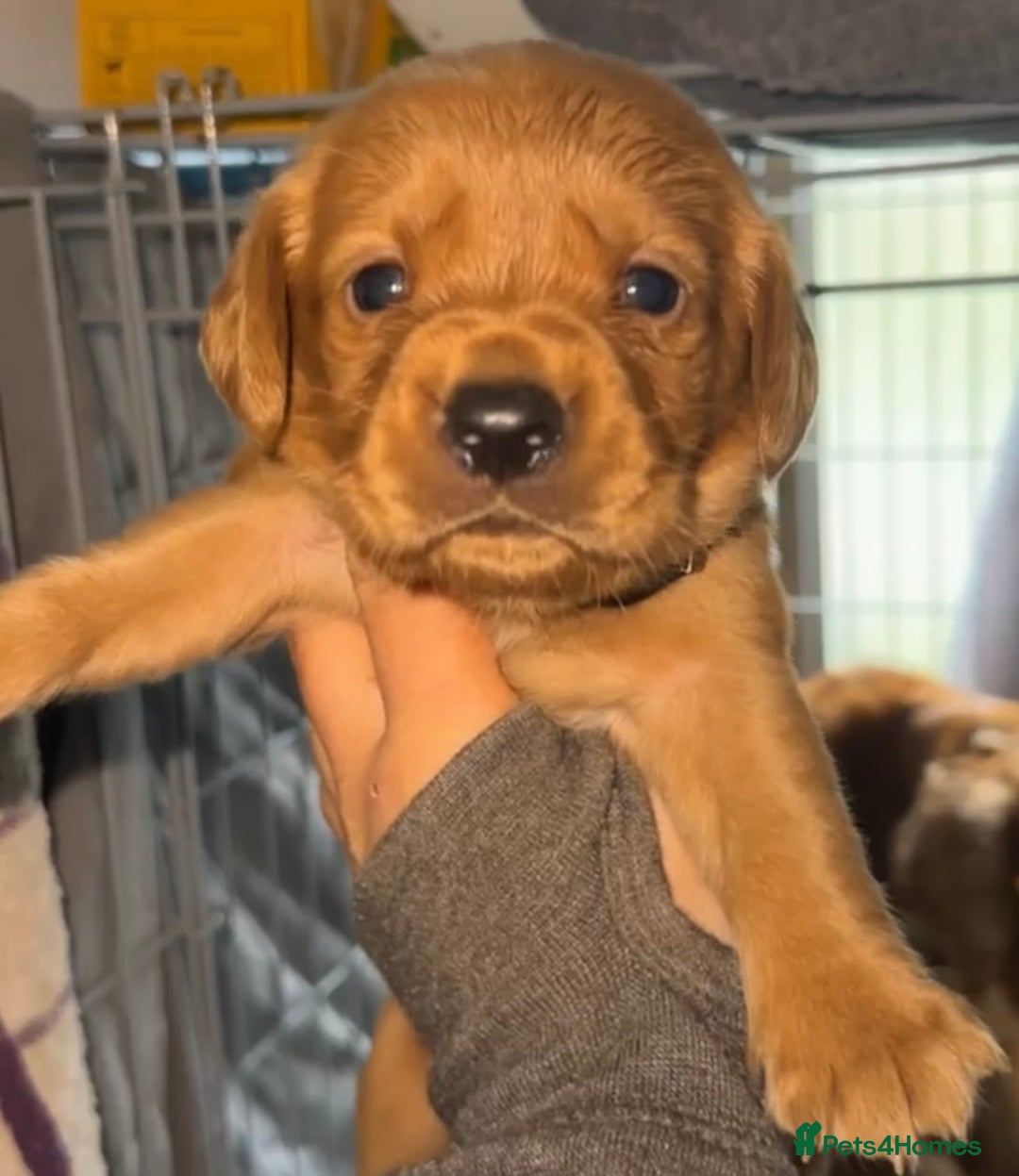 Cockerdor dogs for sale: Cockerdor puppies - Advert 6