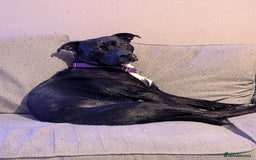 Mixed Breed dogs for sale: Labrador x Staffie - Image 1