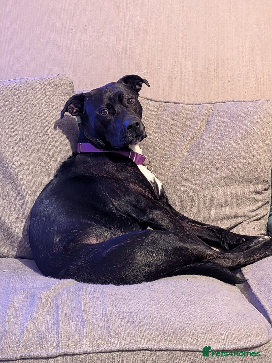Mixed Breed dogs for sale: Labrador x Staffie - Image 1