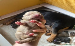 Mixed Breed dogs for sale: Rottweiler  ** taffy puppies - Image 12