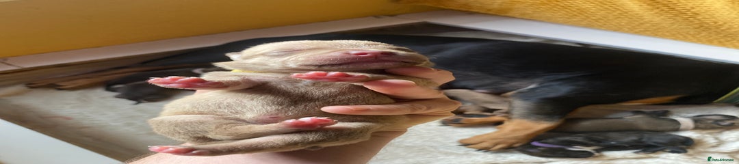 Mixed Breed Puppy 10