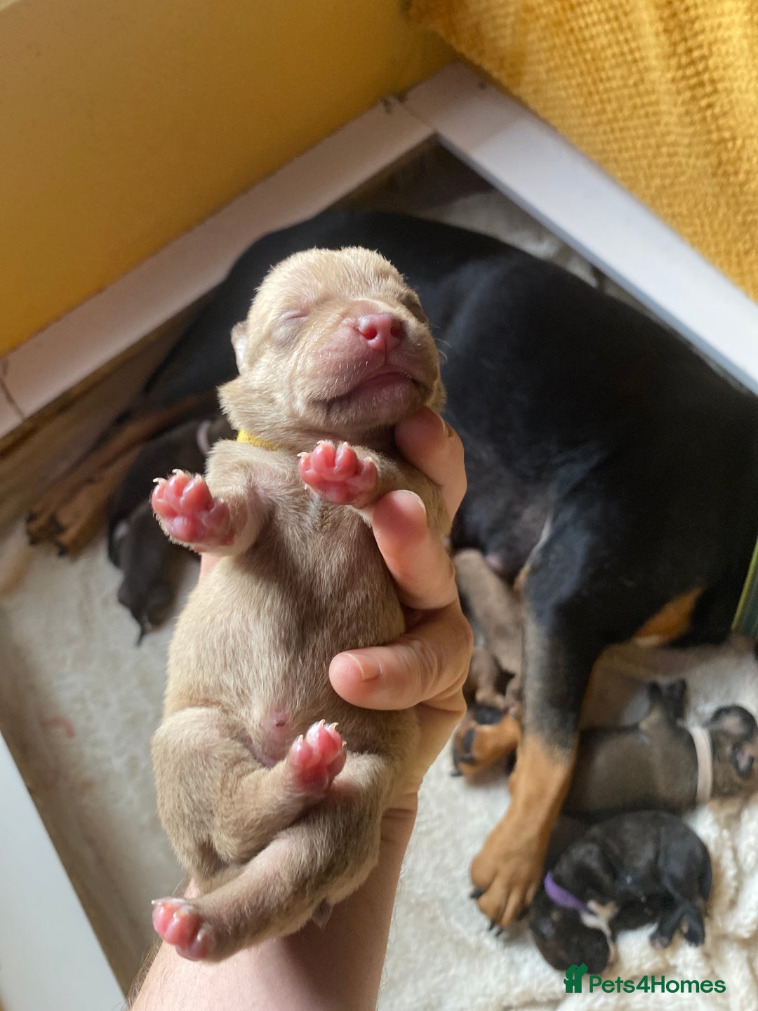 Mixed Breed dogs for sale: Rottweiler  ** taffy puppies - Image 12