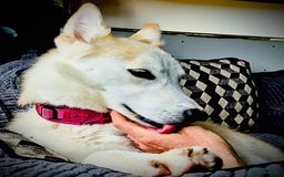 Shepsky dogs for sale: Nevaeh is seeking a forever home.  - Advert 3