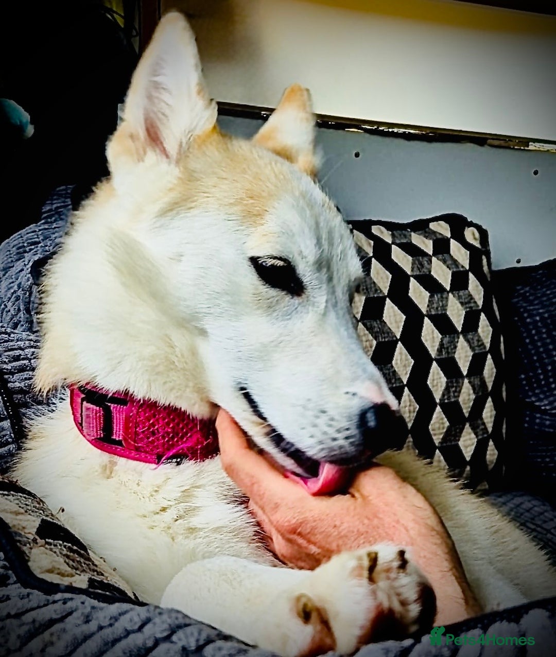 Shepsky dogs for sale: Nevaeh is seeking a forever home.  - Advert 3