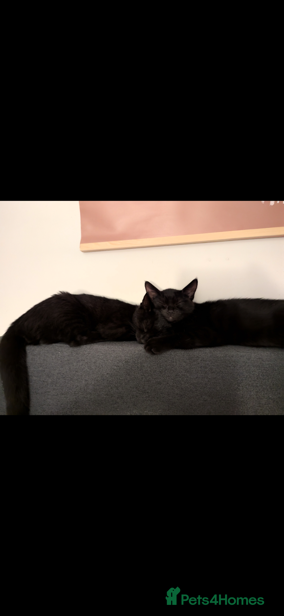 British Shorthair cats Sisters Fawn and Sylvie need a new home! - Advert 1