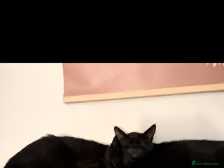 British Shorthair cats Sisters Fawn and Sylvie need a new home! - Advert 1