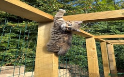 British Shorthair cats for sale: BSH x SF show quality kittens (REDUCED) - Image 36