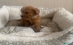 Cockapoo dogs for sale: F1B Red Cockapoo Puppies Available Now - Image 14