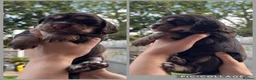 Cocker Spaniel dogs for sale: Beautiful Working × Show Cocker Spaniel Puppies 🐾 - Advert 8