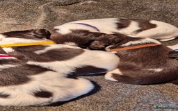 English Springer Spaniel dogs for sale: English Springer Spaniel Puppies  - Image 4