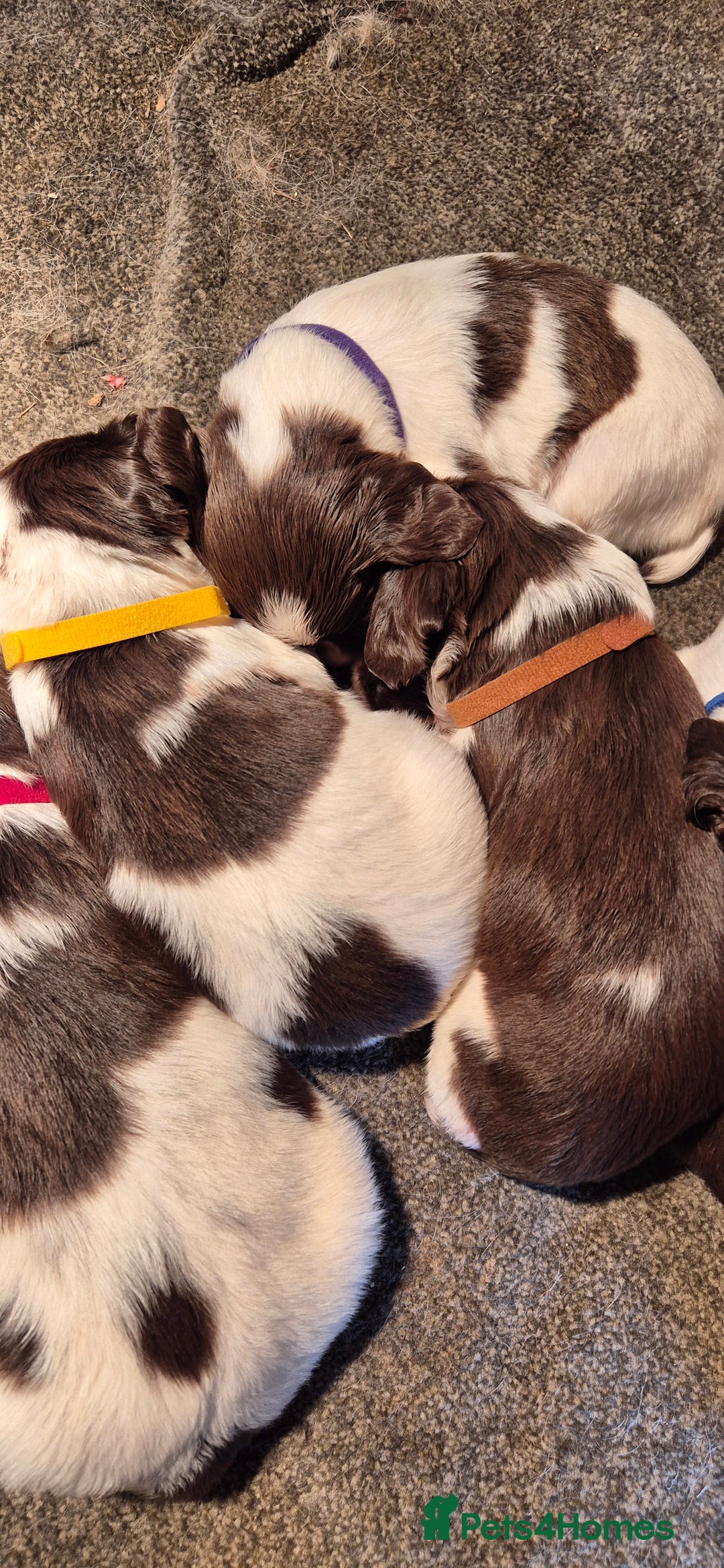 English Springer Spaniel dogs for sale: English Springer Spaniel Puppies  - Image 4