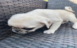 Pug dogs for sale: Pug Puppies  - Image 7