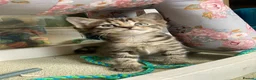 Maine Coon cats for sale: Kittens Maine coon  - Advert 16