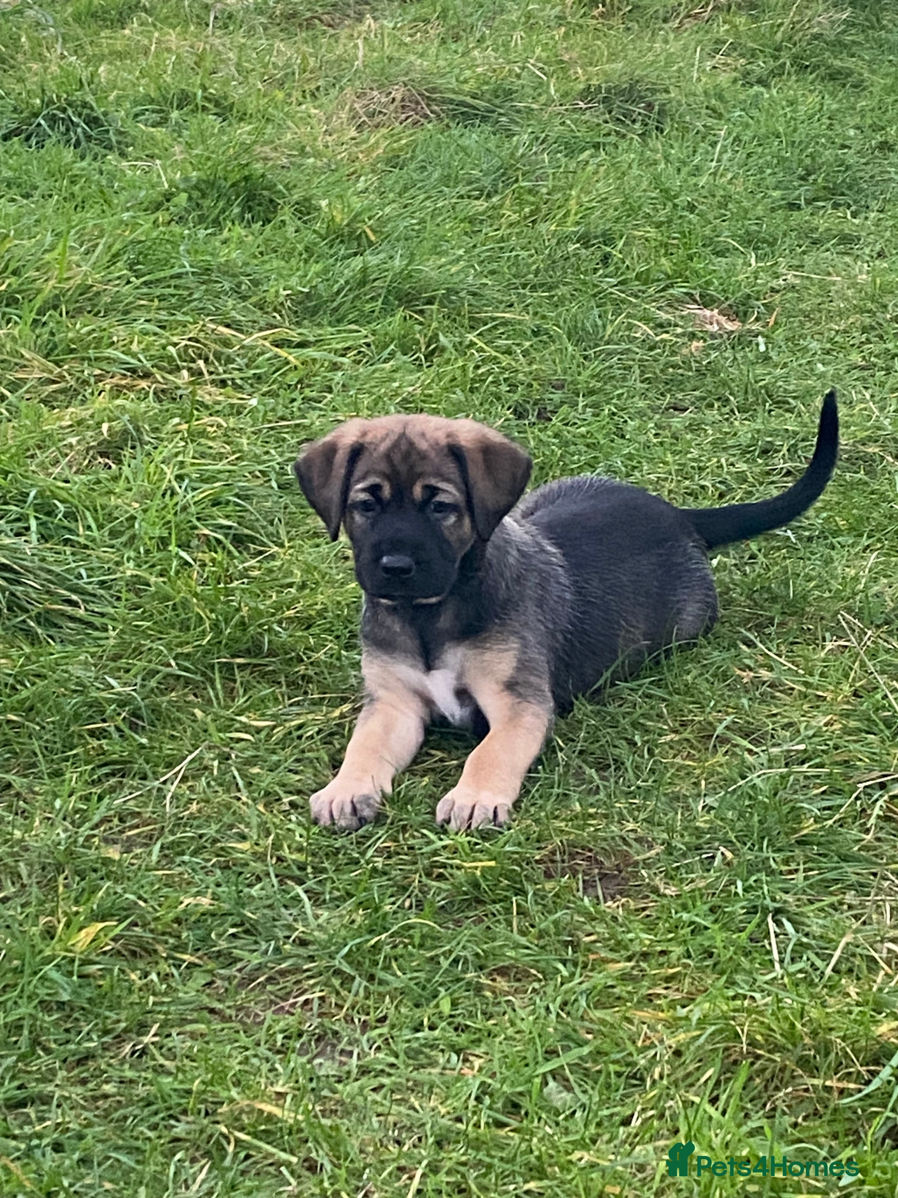 Mixed Breed dogs Adorable Male Puppies Looking for Loving Home - Advert 3