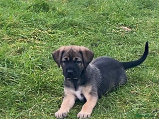 Mixed Breed dogs Adorable Male Puppies Looking for Loving Home - Advert 2