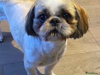 Shih Tzu dogs in Nuneaton - Advert 7