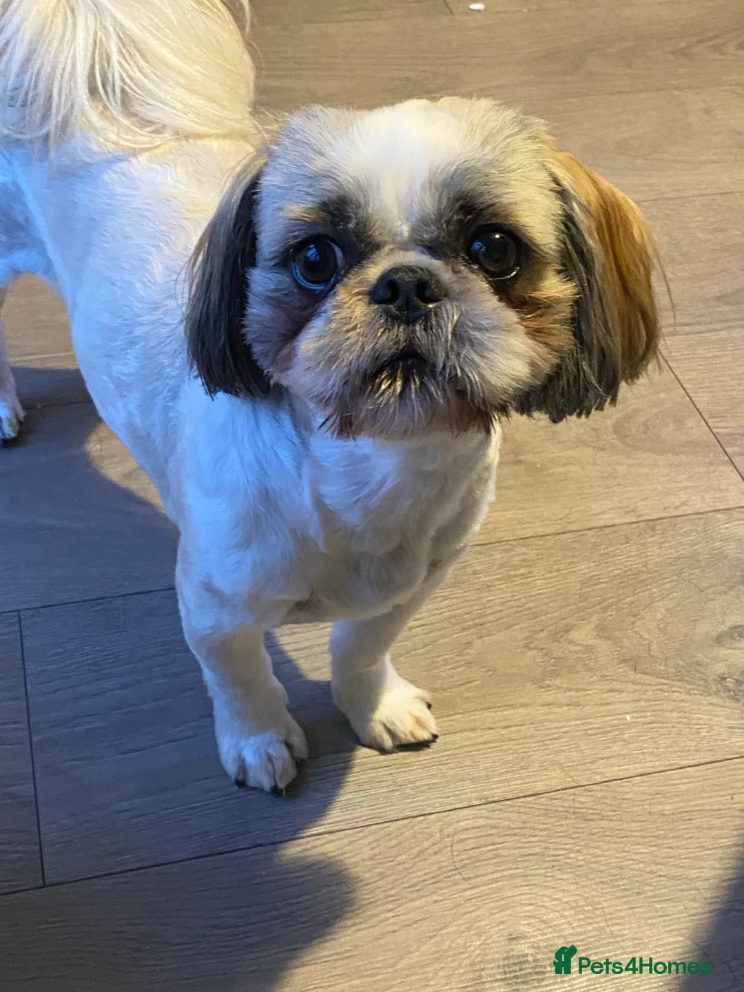 Shih Tzu dogs for stud: STUD shihtzu in Nuneaton - Advert 1
