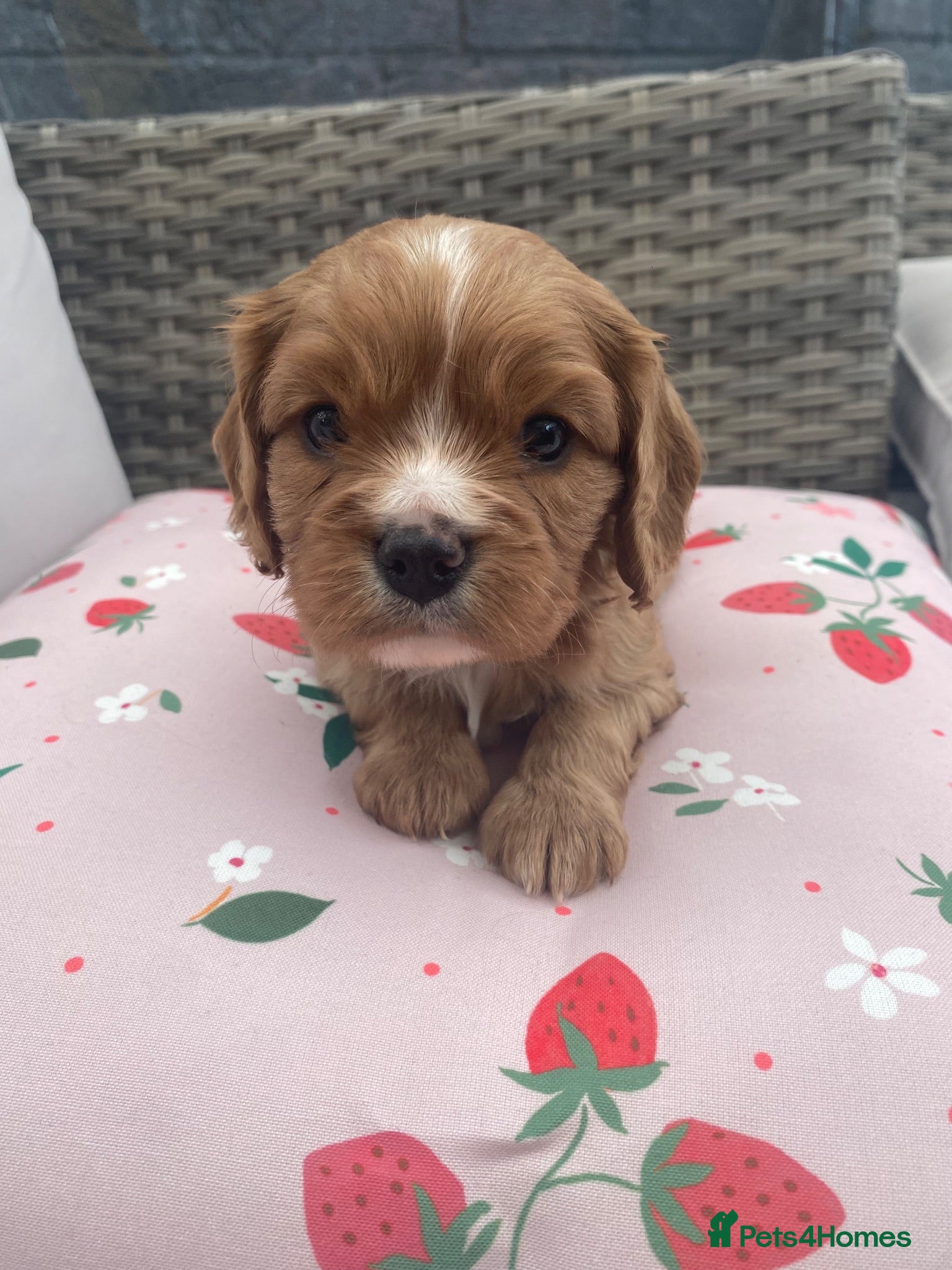 Cavalier King Charles Spaniel dogs Cavalier King Charles Spaniel - Advert 11