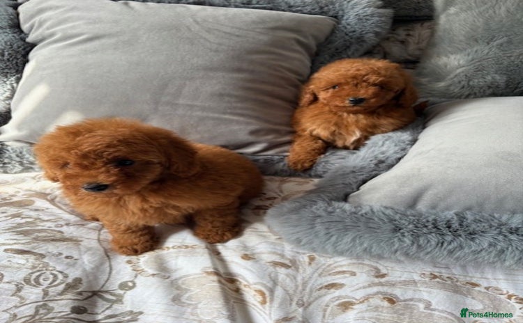 Toy Poodle dogs - Advert 2